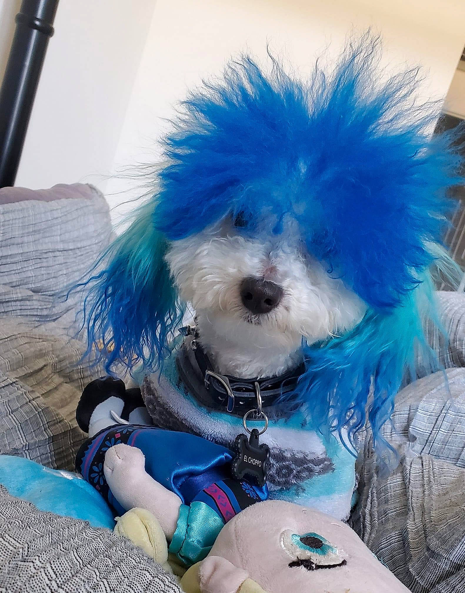 El Chappo joined the competition — help win amazing prizes! blue, canidae, carnivore, companion_dog, costume, dog, dog_breed, dog_clothes, dog_supply, electric_blue, fashion_accessory, fur, plastic, plush, small_terrier, snout, sporting_group, stuffed_toy, toy, toy_dog