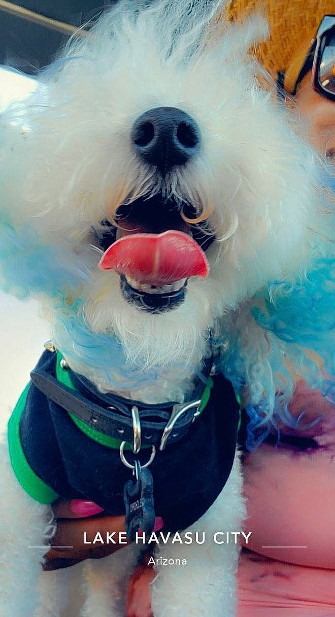 El Chappo is registered to the contest to win money with this photo: azure, blue, canidae, carnivore, companion_dog, dog, dog_breed, dog_collar, dog_supply, electric_blue, eyewear, happy, head, nose, snout, stuffed_toy, sunglasses, toy, toy_dog, vision_care