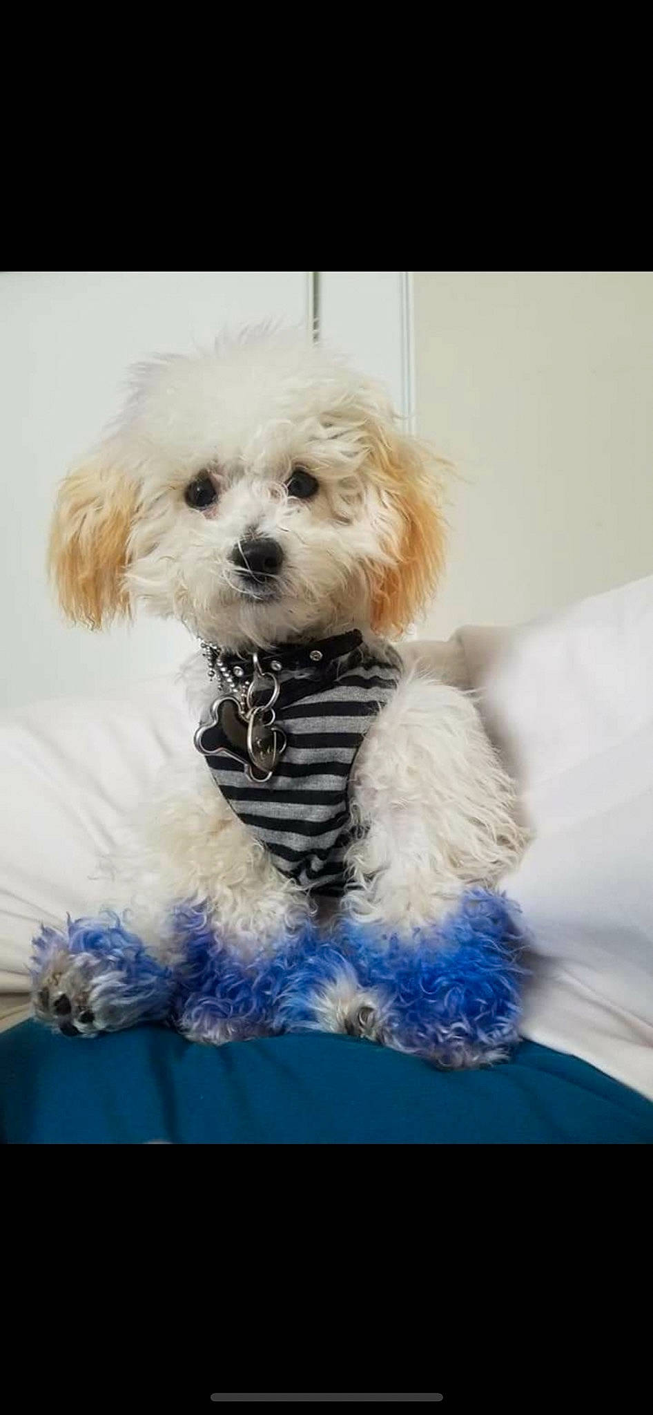 El Chappo is registered to the contest to win money with this photo: canidae, carnivore, companion_dog, dog, dog_breed, dog_clothes, dog_supply, electric_blue, fur, maltepoo, plant, poodle, puppy_love, small_terrier, snout, sporting_group, terrier, tie, toy_dog, water_dog