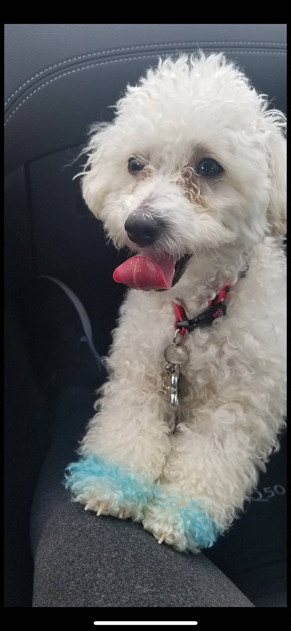 El Chappo is registered to the contest to win money with this photo: canidae, carnivore, collar, companion_dog, dog, dog_breed, dog_collar, fur, labradoodle, maltepoo, poodle, poodle_crossbreed, puppy_love, small_terrier, snout, sporting_group, terrier, toy_dog, water_dog, working_animal