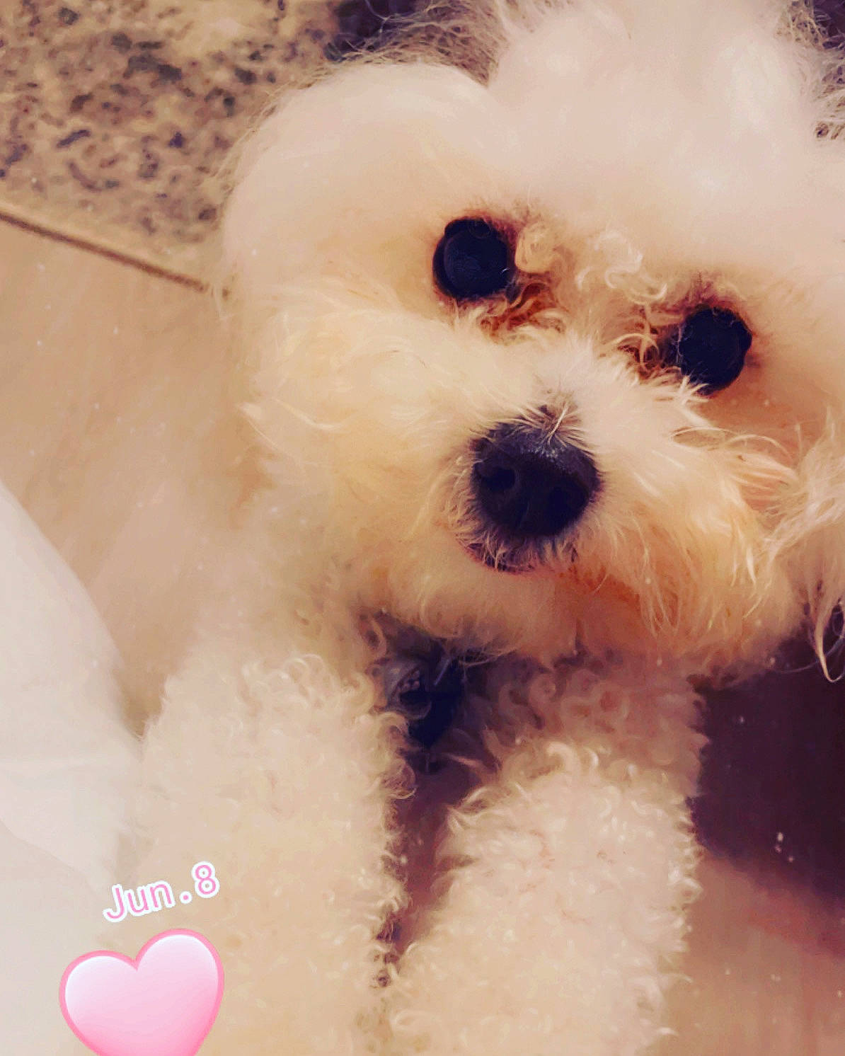 El Chappo is registered to the contest to win money with this photo: canidae, carnivore, cloud, companion_dog, dog, dog_breed, fur, happy, labradoodle, maltepoo, non_sporting_group, plant, poodle, puppy, puppy_love, snout, sporting_group, terrier, toy_dog, water_dog