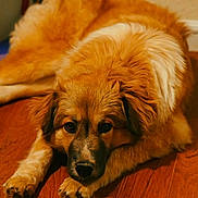 Honey is registered to the contest to win money with this photo: dog, pet, animal, canine, lying_down, wooden_floor, brown, fluffy, fur, domestic, indoor, cute, face, ears, paws, relaxed, looking_at_camera, companion, home, floor