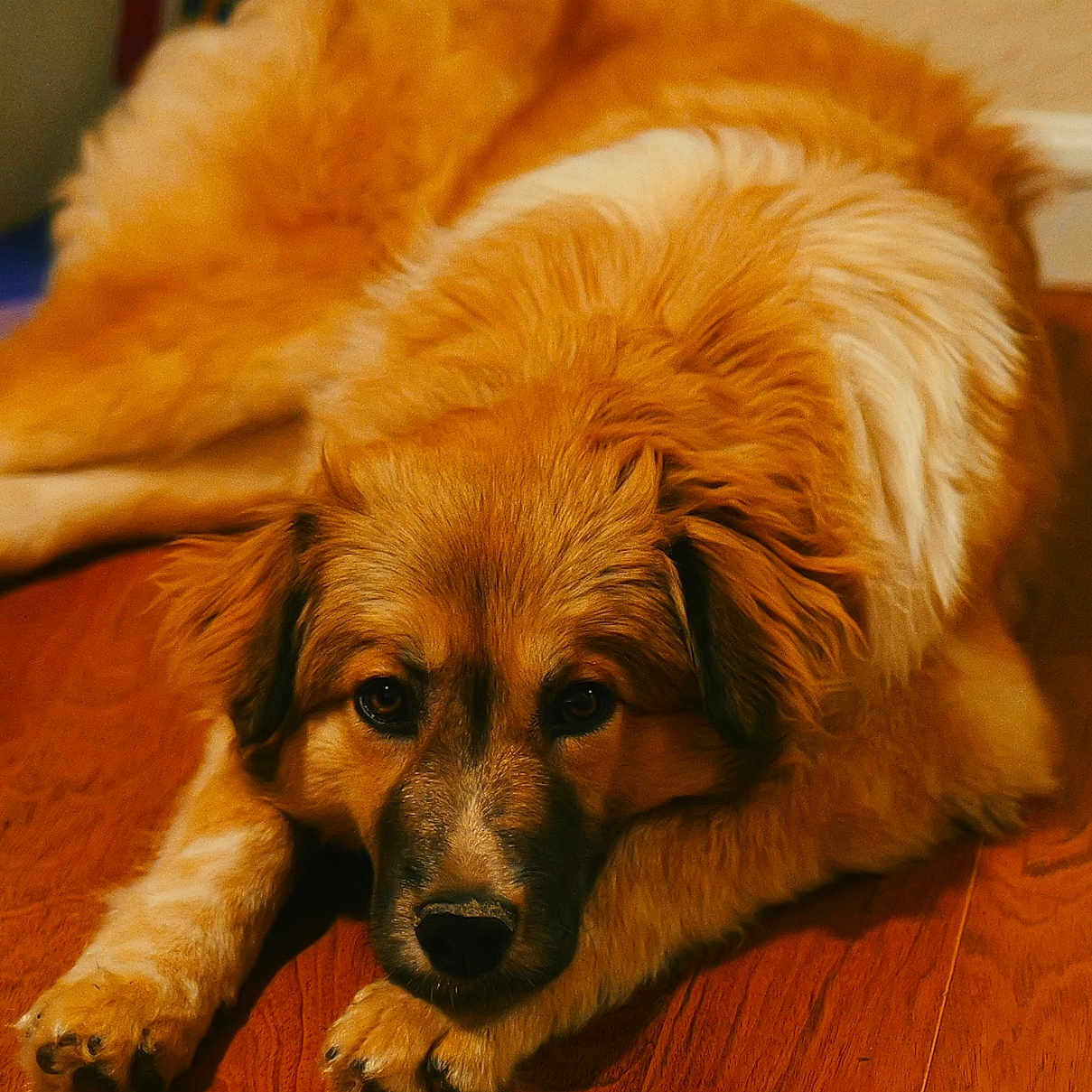 Honey is registered to the contest to win money with this photo: dog, pet, animal, canine, lying_down, wooden_floor, brown, fluffy, fur, domestic, indoor, cute, face, ears, paws, relaxed, looking_at_camera, companion, home, floor
