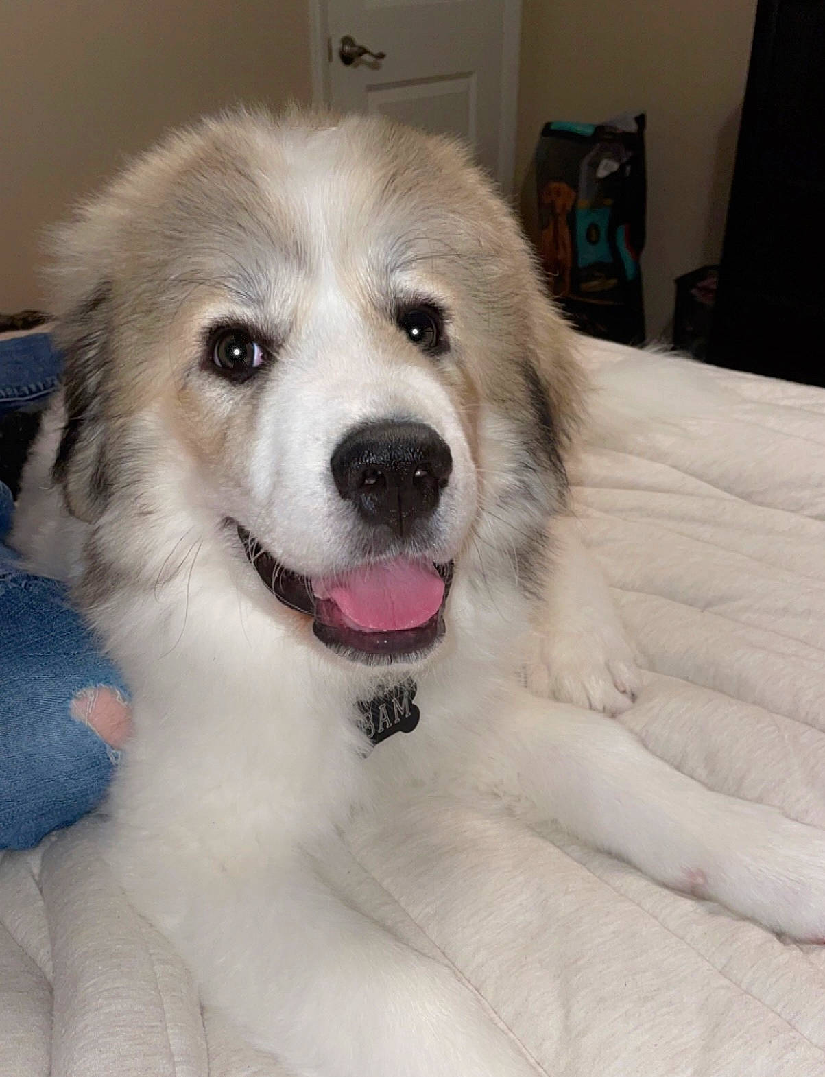 Bam is registered to the contest to win money with this photo: canidae, carnivore, chair, companion_dog, dog, dog_breed, ear, fang, fur, happy, livestock_guardian_dog, paw, plant, puppy, smile, snout, sporting_group, whiskers, working_animal, working_dog