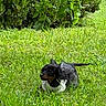 Maxi Mae is registered to the contest to win money with this photo: puppy, dog, grass, greenery, outdoor, pet, animal, black_dog, costume, wings, playful, cute, nature, foliage, young_dog, small_dog, crouching, summer, daylight, curious