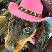 Maxi Mae is registered to the contest to win money with this photo: dog, black_and_tan, cowboy_hat, pink_hat, bandana, pink_bandana, pet, close_up, indoors, car_interior, seat, window_controls, cute, animal, ears, fur, face, eyes, nose, whiskers
