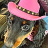 dog, black_and_tan, cowboy_hat, pink_hat, bandana, pink_bandana, pet, close_up, indoors, car_interior, seat, window_controls, cute, animal, ears, fur, face, eyes, nose, whiskers