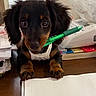 Maxi Mae joined the competition — help win amazing prizes! puppy, dog, black, tan, pen, mouth, desk, papers, clutter, paws, cute, pet, indoor, closeup, animal, small, curious, playful, writing, office