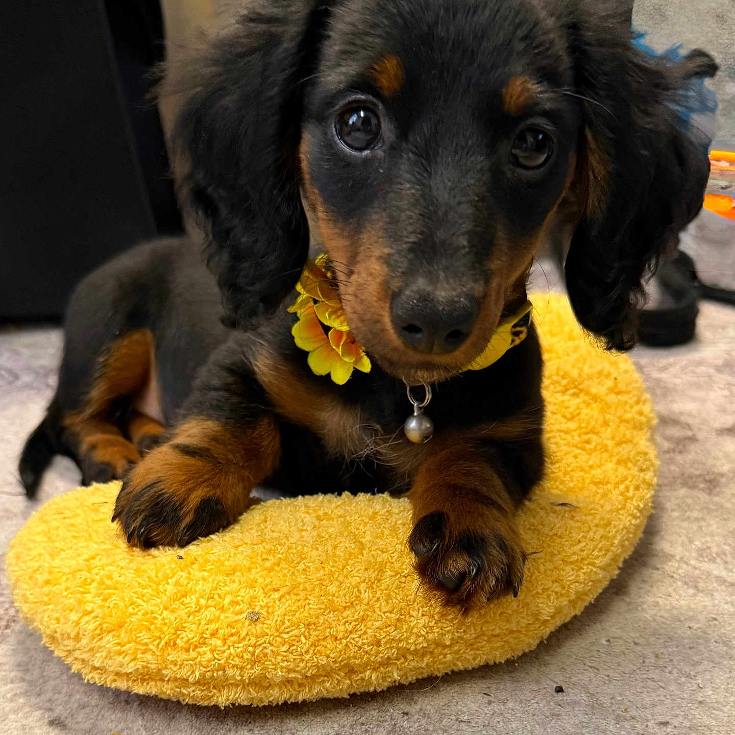 Maxi Mae joined the competition — help win amazing prizes! puppy, dachshund, dog, pet, yellow_pillow, flower_collar, indoor, carpet, black_and_tan, cute, portrait, animal, fur, paw, collar, closeup, looking_at_camera, young_dog, domestic_animal, adorable