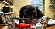 Maxi Mae joined the competition — help win amazing prizes! puppy, dog, glass_bowl, candy, table, kitchen, window, curtains, cabinet, microwave, plant, indoor, wooden_surface, reflection, wrapped_candy, curious, pet, animal, eyes, playful