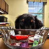 puppy, dog, glass_bowl, candy, table, kitchen, window, curtains, cabinet, microwave, plant, indoor, wooden_surface, reflection, wrapped_candy, curious, pet, animal, eyes, playful