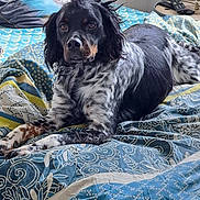 Pongo a rejoint le concours — aidez-le/la à gagner de superbes lots ! bed, bedding, bedroom, black_fur, blanket, dog, ears, fur, gaze, indoor, lying_down, patterned, paw, pet, pillow, portrait, relaxed, remote_control, speckled, white_fur