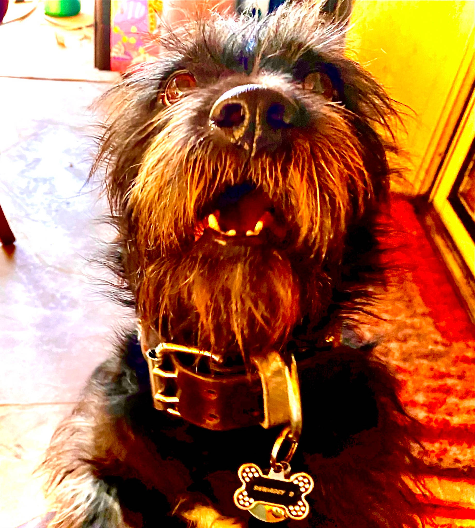 Shwaggy D is registered to the contest to win money with this photo: ancient_dog_breeds, canidae, carnivore, companion_dog, dog, dog_breed, fictional_character, fire, fur, heat, liver, picture_frame, small_terrier, snout, sporting_group, terrier, toy_dog, working_animal