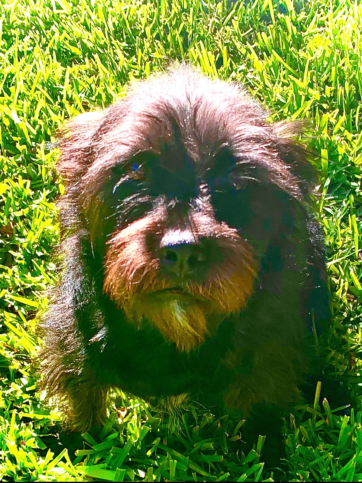 Shwaggy D joined the competition — help win amazing prizes! carnivore, companion_dog, dog, dog_breed, fur, grass, groundcover, liver, plant, small_terrier, snout, sporting_group, terrestrial_animal, terrestrial_plant, terrier, toy_dog, water_dog, working_animal