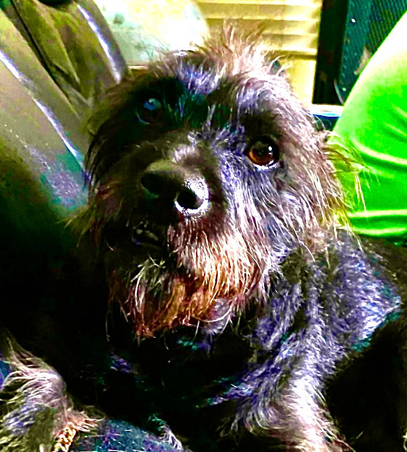 Shwaggy D joined the competition — help win amazing prizes! art, border_terrier, canidae, carnivore, close_up, companion_dog, dog, dog_breed, fawn, fur, grass, liver, small_terrier, snout, sporting_group, terrestrial_animal, terrier, toy_dog, whiskers, working_animal