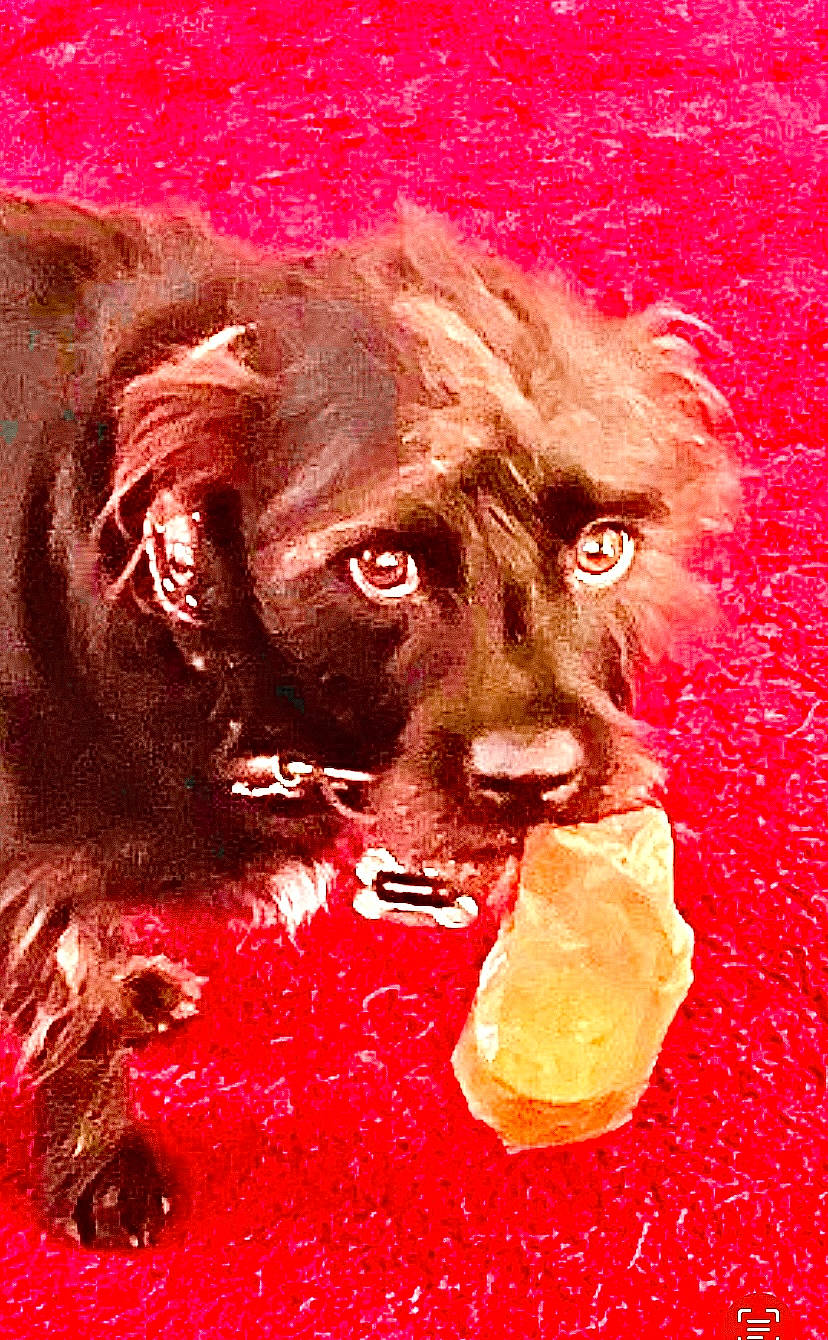 Shwaggy D is registered to the contest to win money with this photo: art, carnivore, companion_dog, dog, dog_breed, drawing, fictional_character, fur, graphics, illustration, liquid, liver, magenta, paint, painting, snout, sporting_group, terrestrial_animal, visual_arts, working_animal