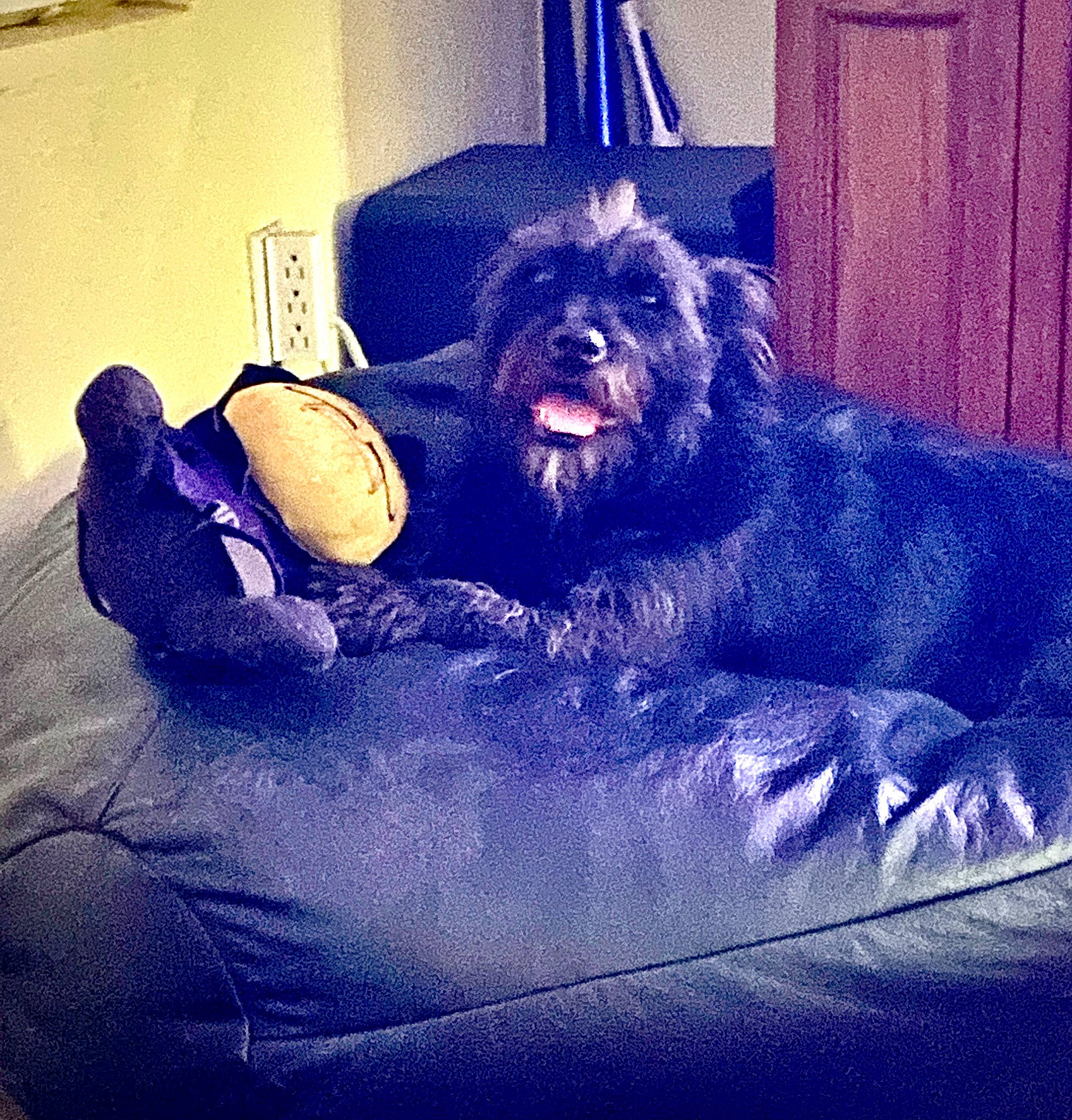 Shwaggy D is registered to the contest to win money with this photo: canidae, carnivore, cloud, comfort, companion_dog, couch, dog, dog_breed, electric_blue, felidae, fur, happy, purple, sitting, snout, sporting_group, square, tints_and_shades, toy, toy_dog