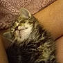 Sissy joined the competition — help win amazing prizes! kitten, sleeping, cat, furry, pet, cozy, blanket, legs, resting, cute, domestic_animal, fur, young, animal, indoor, comfort, relaxation, snuggle, soft, peaceful