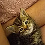 Sissy joined the competition — help win amazing prizes! kitten, tabby, cat, pet, animal, furry, cute, young, cozy, blanket, legs, resting, indoor, fur, whiskers, small, domestic, mammal, looking_up, soft