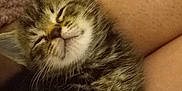 Sissy is registered to the contest to win money with this photo: kitten, cat, sleeping, tabby, fur, pet, animal, cozy, lap, resting, cute, whiskers, indoor, soft, relaxed, young, domestic_cat, feline, comfort, nap