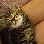 kitten, cat, sleeping, tabby, fur, pet, animal, cozy, lap, resting, cute, whiskers, indoor, soft, relaxed, young, domestic_cat, feline, comfort, nap
