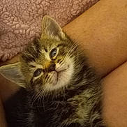 Sissy joined the competition — help win amazing prizes! kitten, cat, pet, animal, feline, young, cute, sleepy, fur, tabby, whiskers, ears, closeup, domestic, comfort, resting, soft, warm, indoors, human