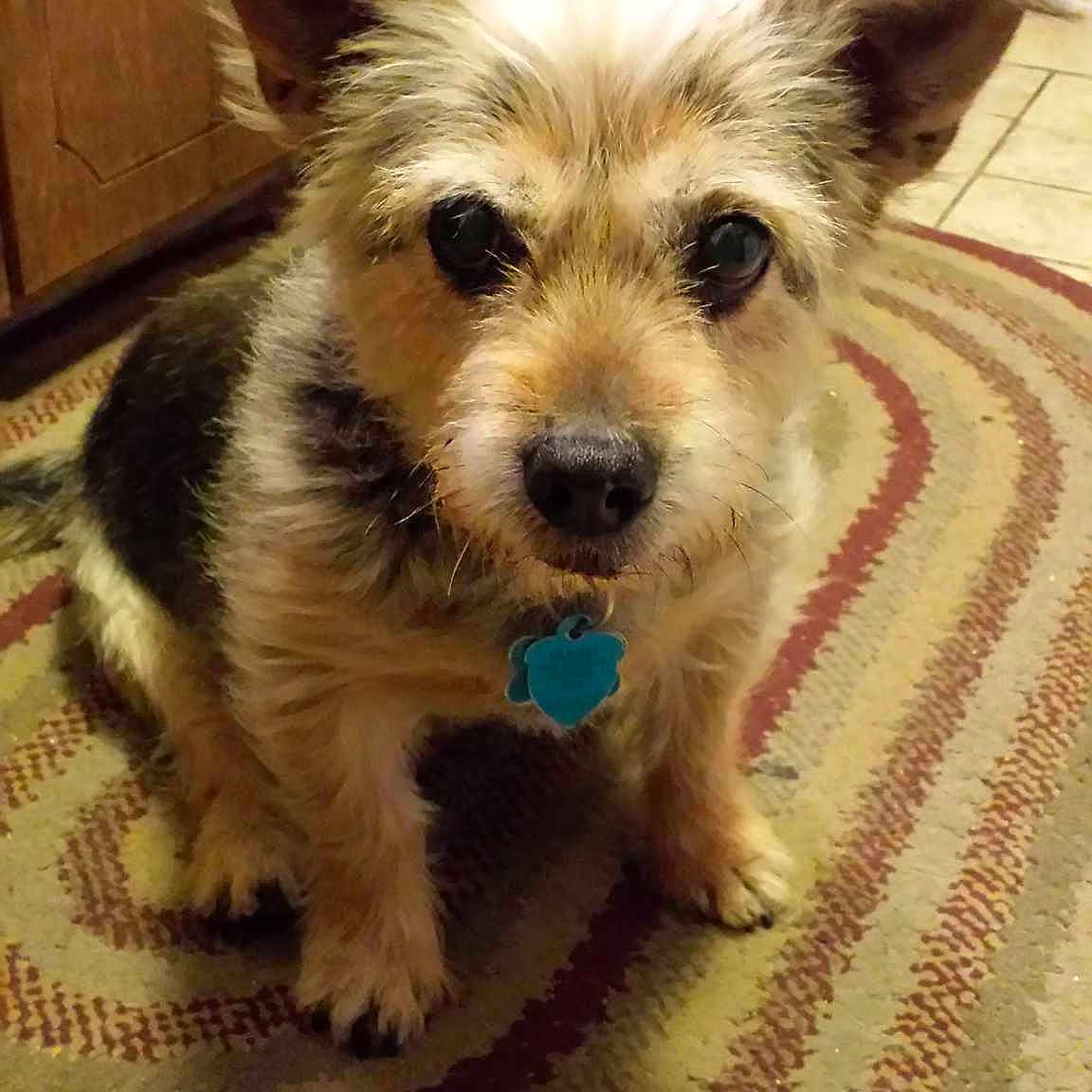 Harley