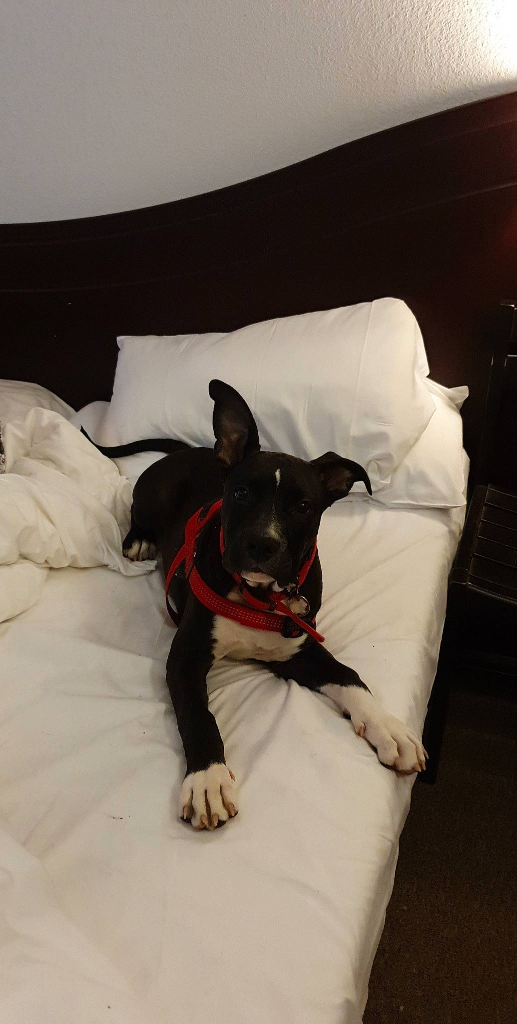 Pako participe au concours pour gagner de l'argent avec cette photo : bed, bedding, boston_terrier, canidae, carnivore, comfort, dog, dog_breed, ear, furniture, linens, nap, non_sporting_group, pillow, rat_terrier
