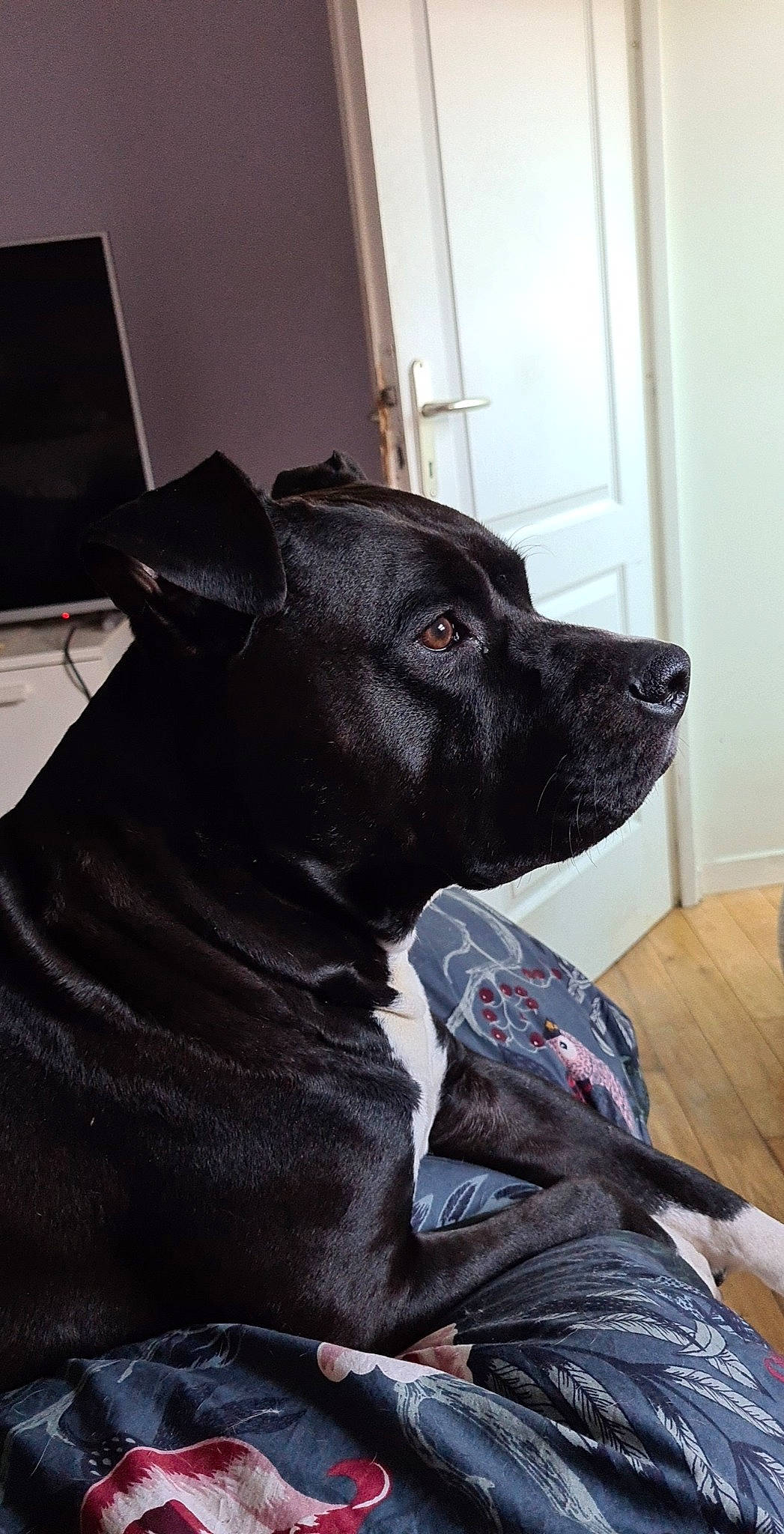 Pako participe au concours pour gagner de l'argent avec cette photo : borador, carnivore, collar, comfort, companion_dog, couch, dog, dog_breed, door, ear, fawn, flooring, fur, guard_dog, sitting, snout, terrestrial_animal, whiskers, window, working_animal