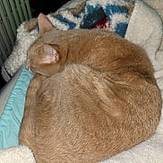 Leo is registered to the contest to win money with this photo: animal, blanket, cat, comfort, cozy, curled_up, cute, domestic, fur, furry, home, indoor, nap, pet, relaxed, resting, sleeping, soft, warm, whiskers