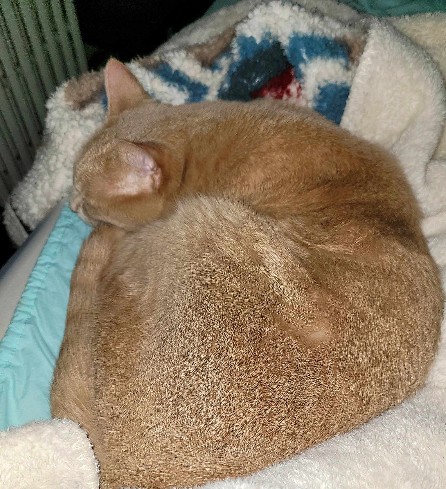 Leo
