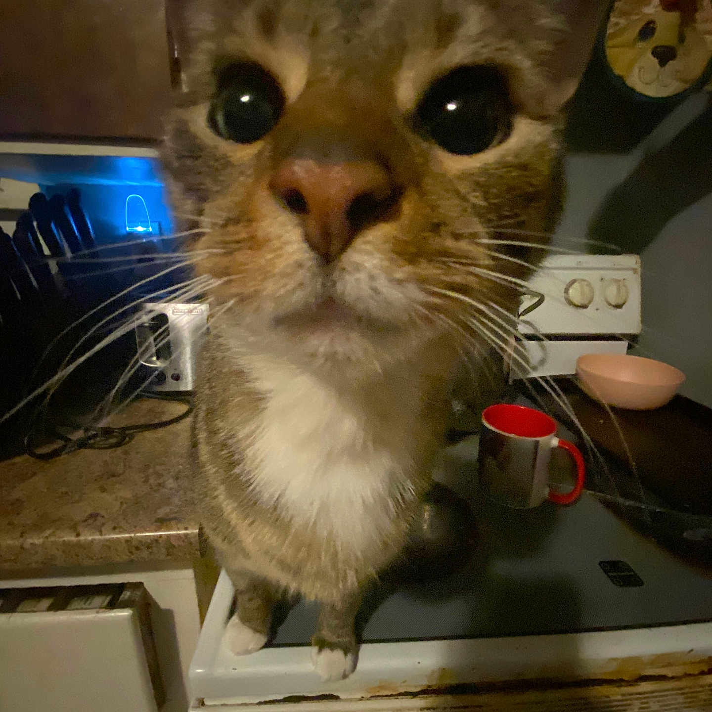 Bean is registered to the contest to win money with this photo: animal, appliance, brown, cabinet, cat, closeup, countertop, curiosity, curious, domestic_cat, face, feline, indoor, kitchen, mug, pet, portrait, stove, whiskers, white
