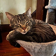 Robin is registered to the contest to win money with this photo: cat, tabby, pet, feline, animal, indoor, resting, sleepy, cozy, cat_hammock, fur, whiskers, ears, wood_floor, soft_texture, relaxed, closeup, home, nap, comfort