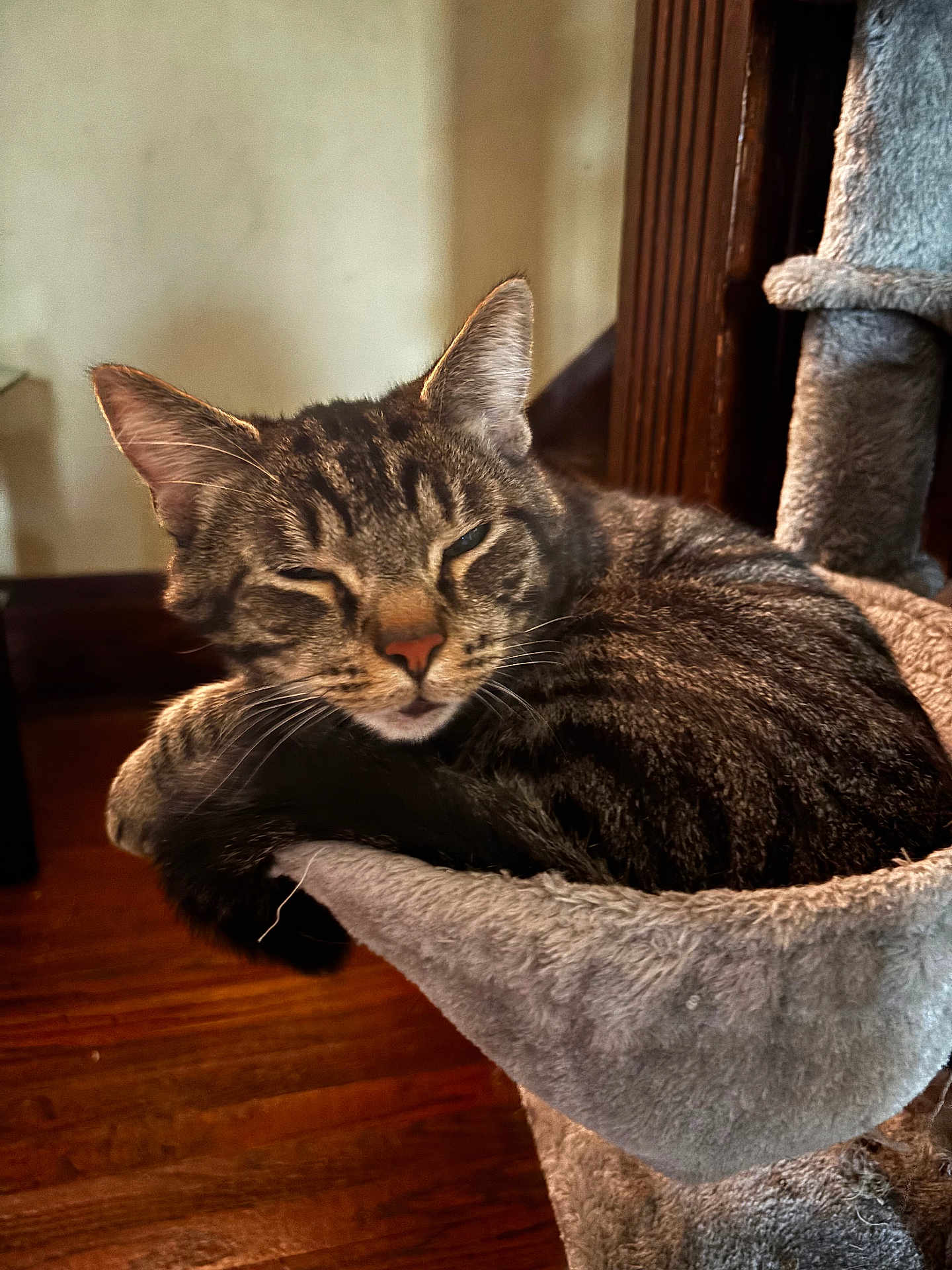 Robin is registered to the contest to win money with this photo: cat, tabby, pet, feline, animal, indoor, resting, sleepy, cozy, cat_hammock, fur, whiskers, ears, wood_floor, soft_texture, relaxed, closeup, home, nap, comfort