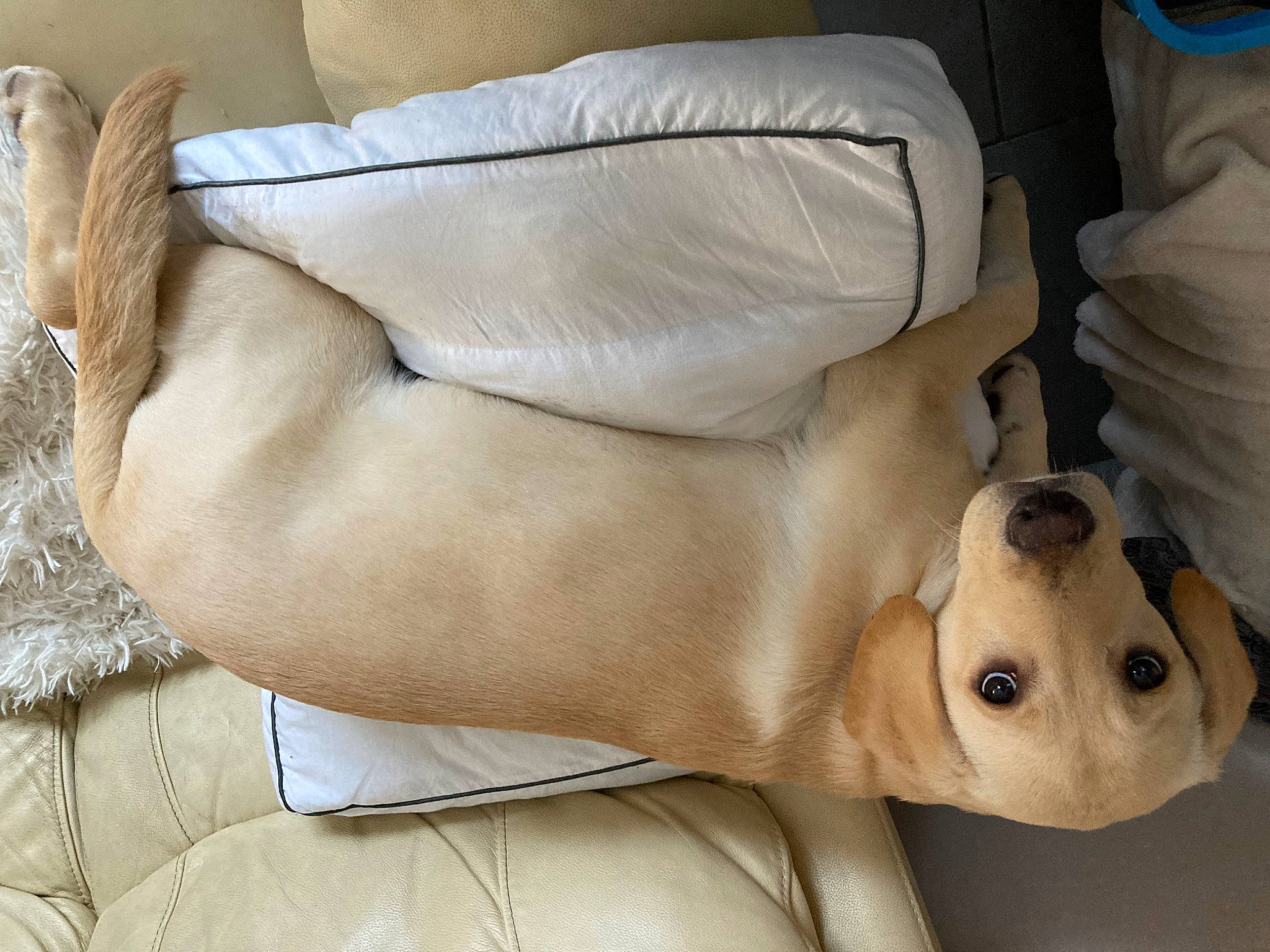 Tiane participe au concours pour gagner de l'argent avec cette photo : beige, canidae, carnivore, comfort, companion_dog, dog, dog_breed, dog_supply, ear, fawn, fur, linens, non_sporting_group, pet_supply, snout, sporting_group, tail, terrestrial_animal, whiskers, working_animal