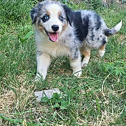 Bingo participe au concours pour gagner de l'argent avec cette photo : puppy, dog, grass, outdoor, playful, blue_eyes, stone_wall, fur, animal, pet, nature, young, cute, happy, walking, canine, fluffy, small, adorable, daylight