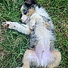 adorable, animal, blue_eyes, canine, cute, dog, fluffy, fur, grass, greenery, lying_down, nature, outdoor, pet, playful, puppy, relaxed, resting, summer, young_dog