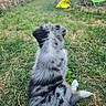 Bingo participe au concours pour gagner de l'argent avec cette photo : puppy, dog, grass, outdoor, backyard, green_chair, yellow_bag, fence, sunlight, nature, animal, pet, sitting, fur, curious, path, relaxation, summer, daylight, spot