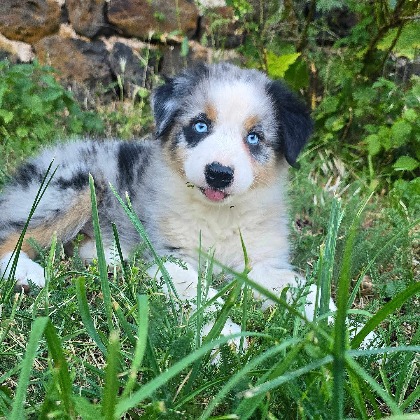 Bingo a rejoint le concours — aidez-le/la à gagner de superbes lots ! puppy, dog, blue_eyes, grass, outdoor, nature, stone_wall, cute, fur, tongue_out, animal, pet, playful, young, adorable, greenery, canine, resting, fluffy, summer
