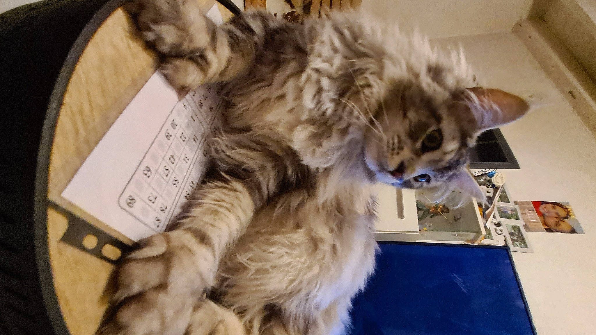 Sven a rejoint le concours — aidez-le/la à gagner de superbes lots ! box, british_longhair, carnivore, cat, claw, comfort, domestic_short_haired_cat, fawn, felidae, fur, lap, maine_coon, paw, small_to_medium_sized_cats, tail, whiskers