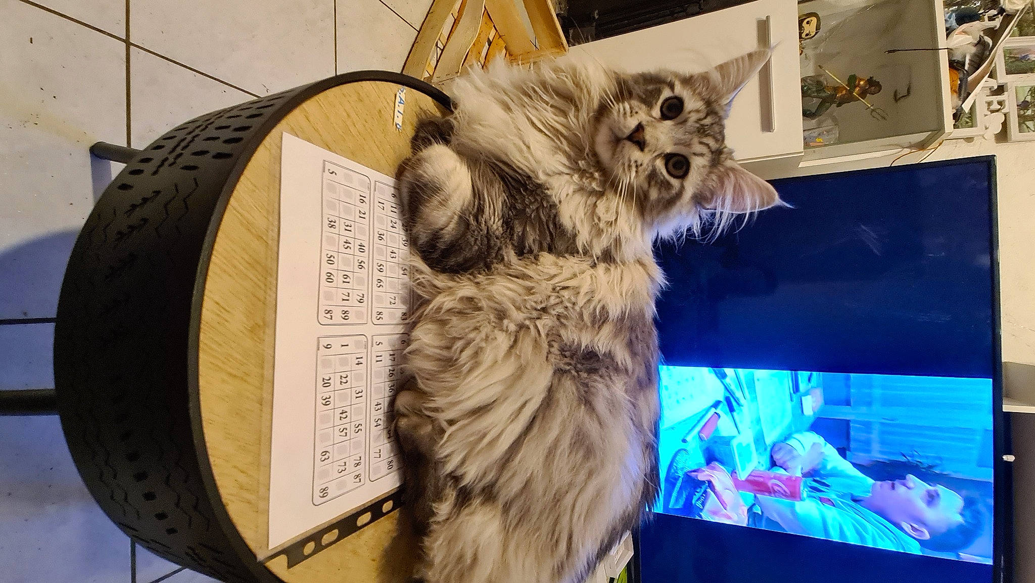 Sven a rejoint le concours — aidez-le/la à gagner de superbes lots ! automotive_tire, canidae, carnivore, cat, claw, companion_dog, dog_breed, event, felidae, flat_panel_display, fur, paw, small_to_medium_sized_cats, snout, sporting_group, tail, whiskers, wildlife