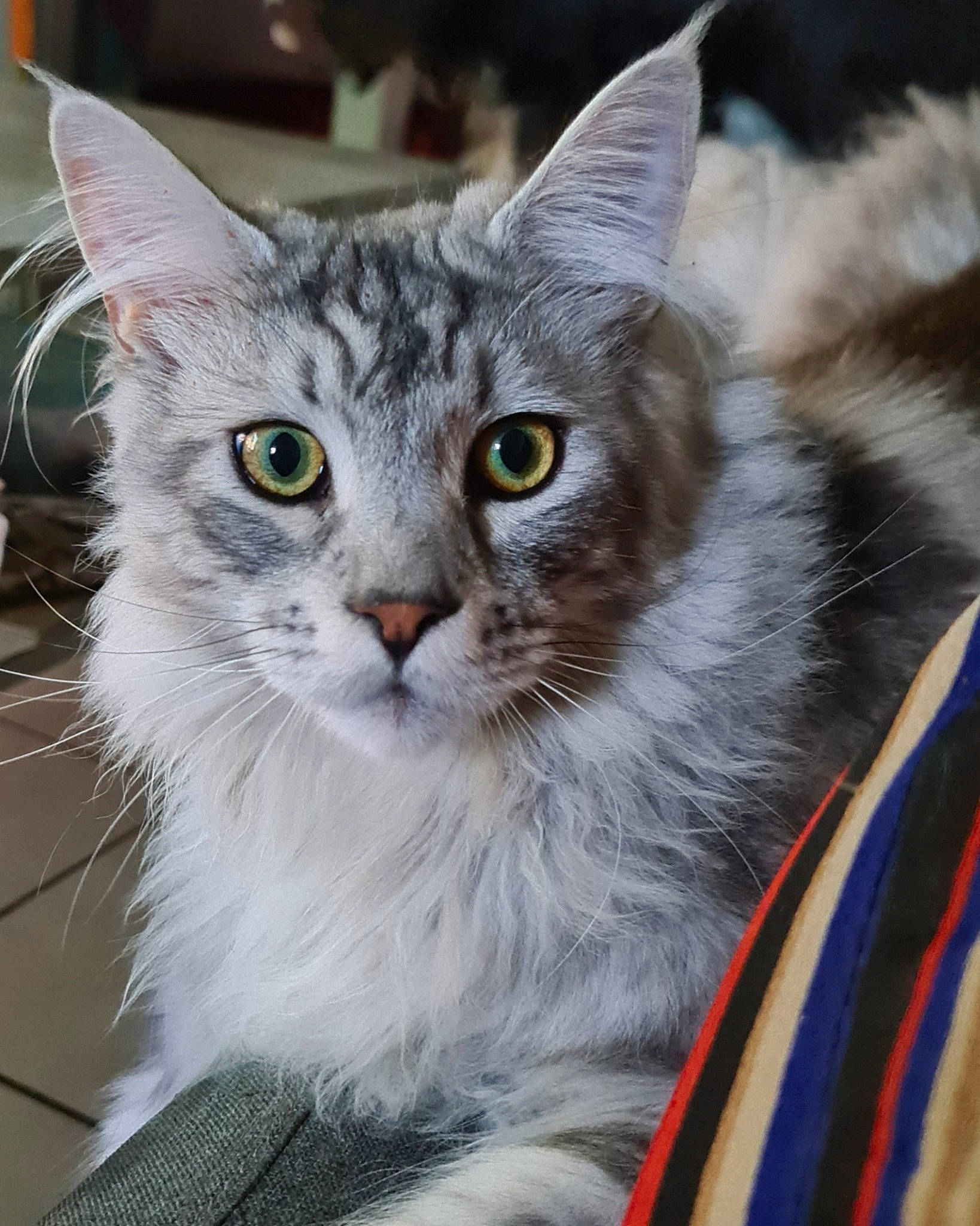 Sven a rejoint le concours — aidez-le/la à gagner de superbes lots ! box, carnivore, cat, domestic_short_haired_cat, felidae, fur, paw, small_to_medium_sized_cats, snout, terrestrial_animal, whiskers, window