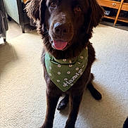 Hazel joined the competition — help win amazing prizes! dog, brown_dog, bandana, green_bandana, pet, indoor, carpet, sitting, tongue_out, happy, furniture, chair, cushion, wooden_table, cozy, cute, animal, companion, friendly, house