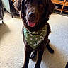 dog, brown_dog, bandana, green_bandana, pet, indoor, carpet, sitting, tongue_out, happy, furniture, chair, cushion, wooden_table, cozy, cute, animal, companion, friendly, house