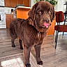 Hazel is registered to the contest to win money with this photo: dog, brown_dog, tongue_out, indoor, kitchen, wooden_cabinets, floor, chair, plant, window, light, pet, fur, collar, home, carpet, furniture, domestic, cute, animal