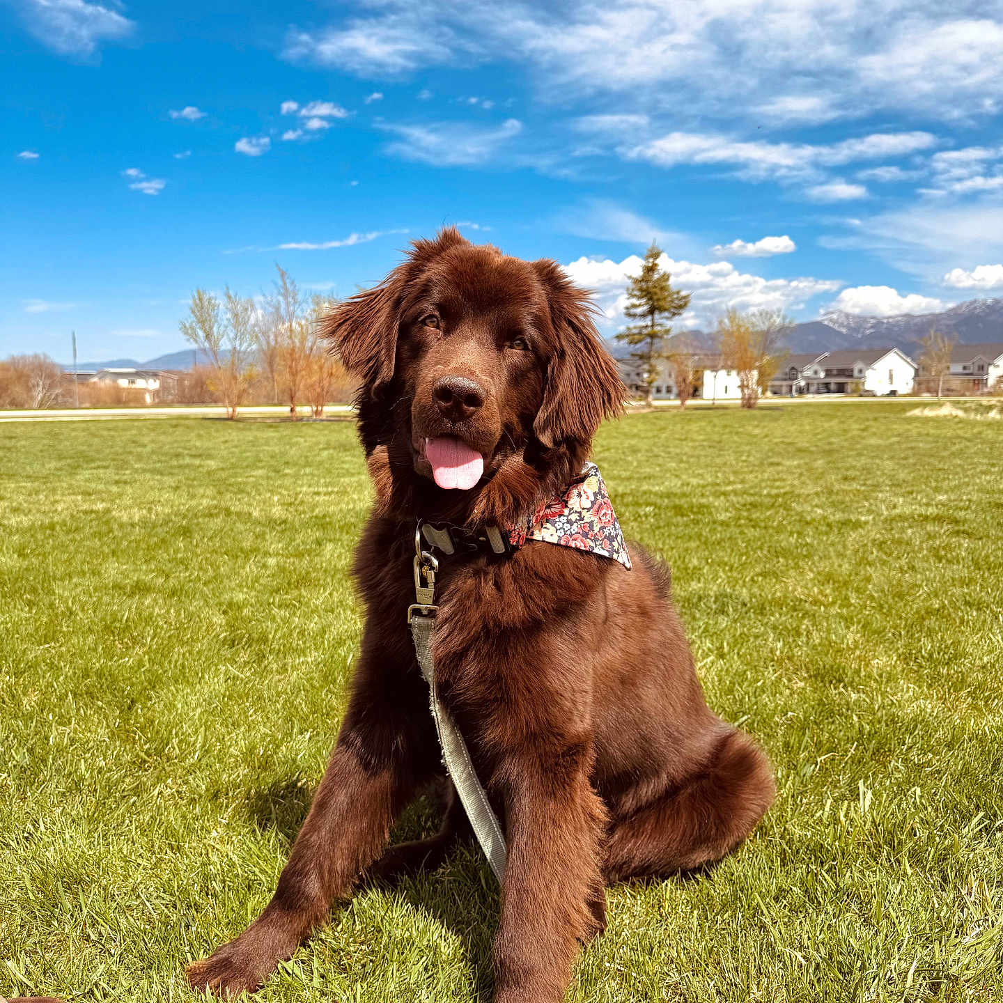 Hazel