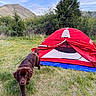 Hazel is registered to the contest to win money with this photo: dog, brown_dog, tent, camping, grass, outdoor, nature, mountain, blue_sky, clouds, bushes, red_tent, canine, pet, animal, adventure, recreation, forest, wilderness, summer