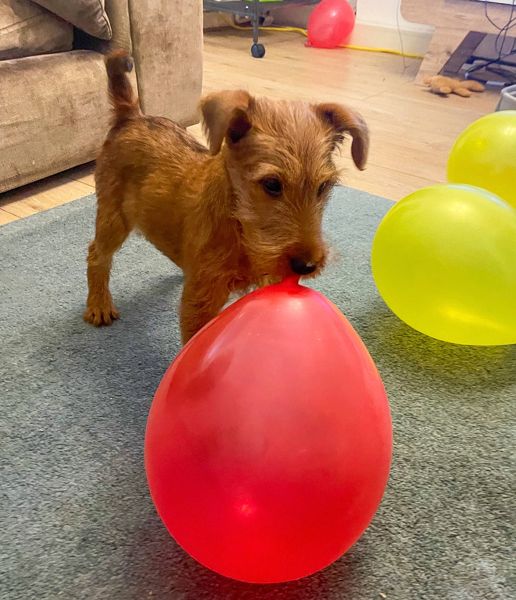 Nala joined the competition — help win amazing prizes! balloon, carnivore, chair, collar, companion_dog, dog, dog_breed, dog_toy, event, fawn, flooring, irish_terrier, liver, mammal, party_supply, snout, table, toy, toy_dog, working_animal