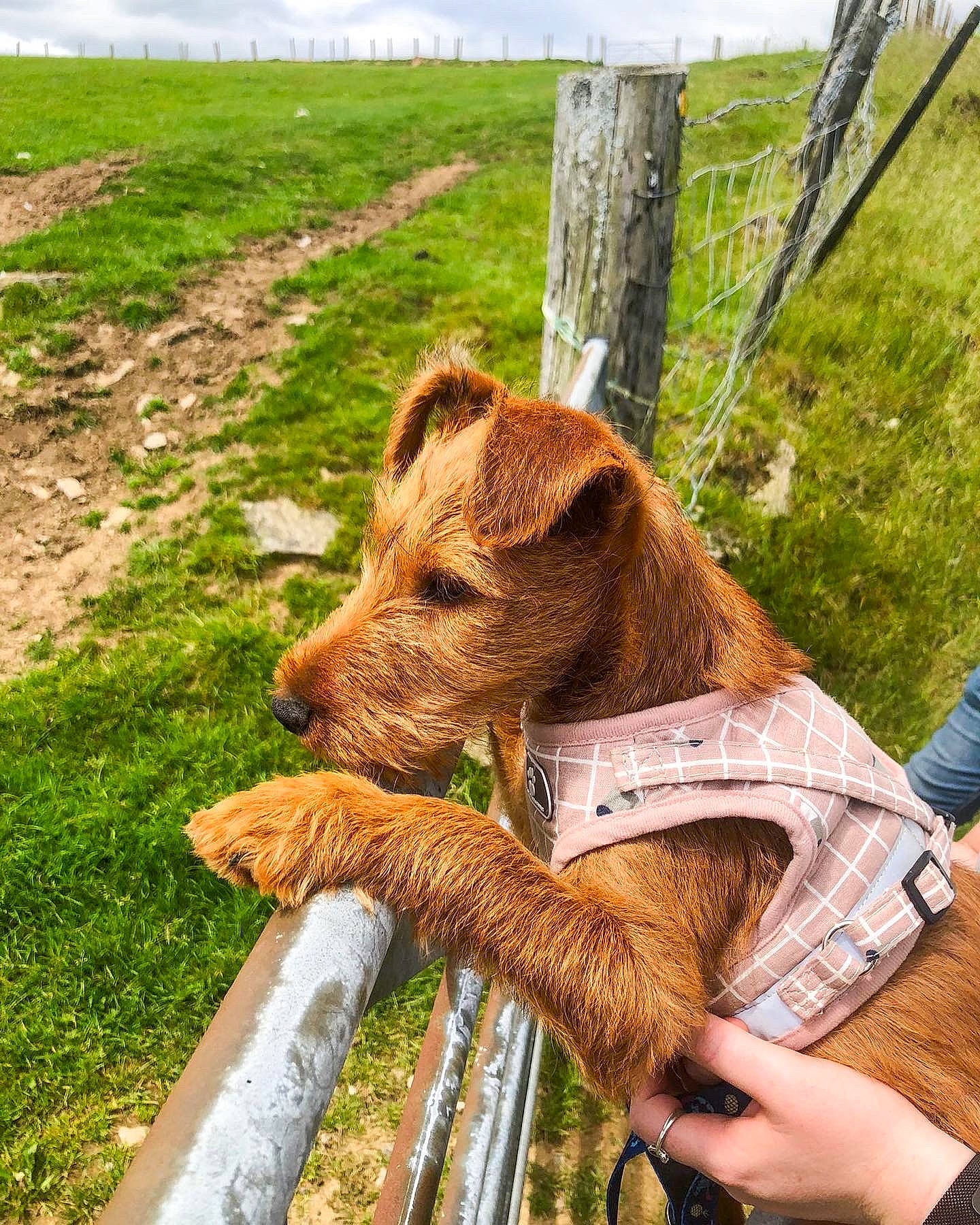 Nala is registered to the contest to win money with this photo: airedale_terrier, carnivore, cloud, collar, companion_dog, dog, dog_breed, dog_sports, fawn, fur, grass, green, liver, plant, sky, snout, sporting_group, terrestrial_animal, wood, working_animal