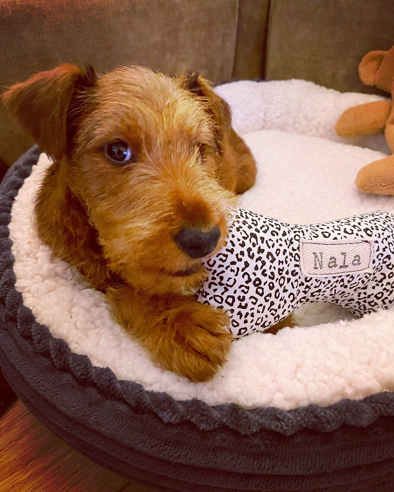 Nala is registered to the contest to win money with this photo: animal_feed, canidae, carnivore, comfort, companion_dog, dog, dog_bed, dog_breed, dog_supply, fawn, fur, irish_terrier, liver, pet_supply, snout, sporting_group, terrestrial_animal, toy, wood, working_animal
